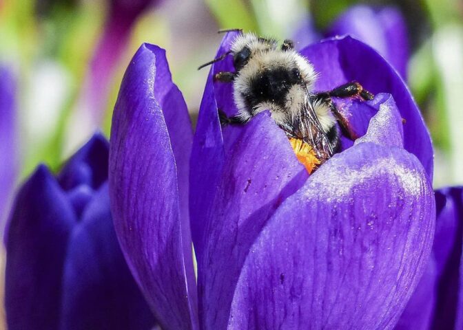 Hommel voorjaar op krokus