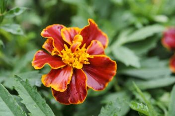 Afrikaantjes - Tagetes Patula Bonita