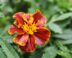 Afrikaantjes - Tagetes Patula Bonita