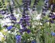Blauwe en paarse bloemen: Salvia amistad met korenbloem