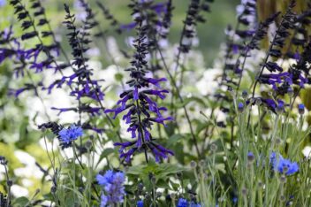 Blauwe en paarse bloemen: Salvia amistad met korenbloem