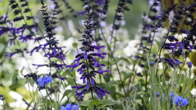 Blauwe en paarse bloemen: Salvia amistad met korenbloem