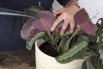 Kamerplant voeden, water geven