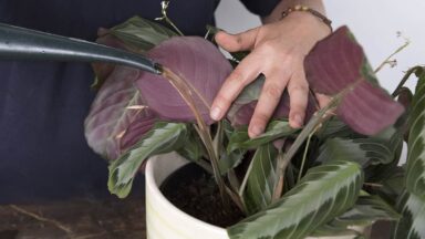 Kamerplant voeden, water geven