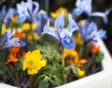 Een vroege lentepot met bloeiende bloemen.