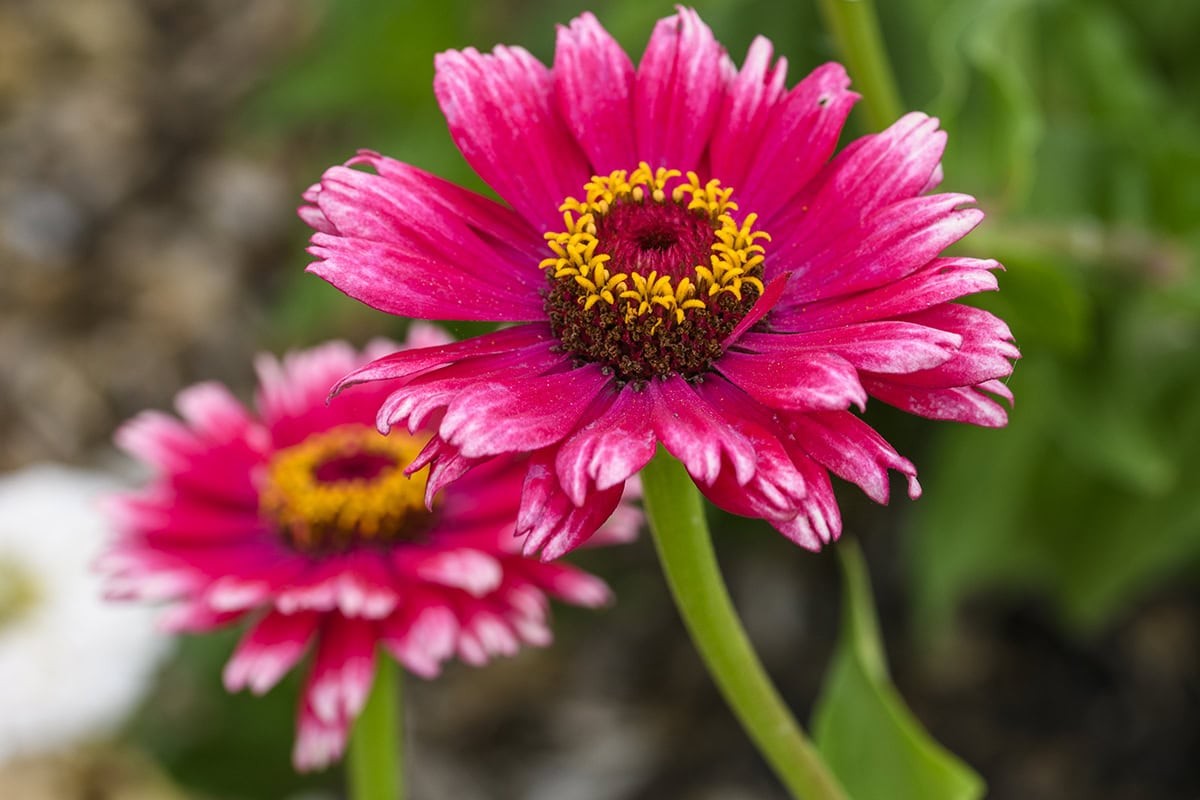 Twee roze bloemen van Zinnia elegans 'Whirlygig Mixed'