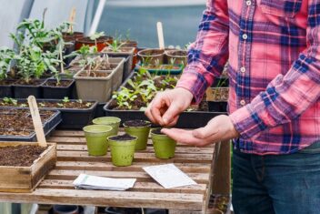 Man zaait tomatenzaden in potjes in kas.
