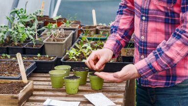Man zaait tomatenzaden in potjes in kas.