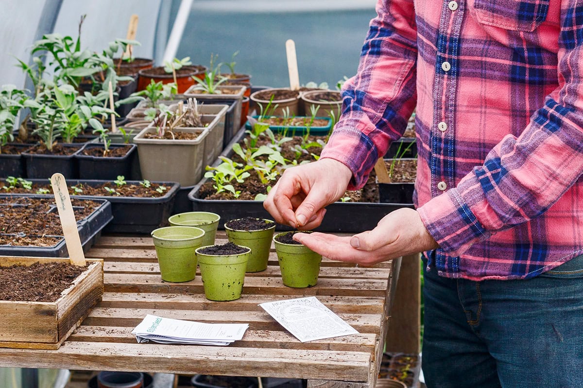 Man zaait tomatenzaden in potjes in kas.