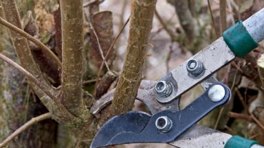 tak wordt geknipt met grote takkenschaar