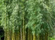 Het groene blad en de gele stengels van de bamboe Chusquea gigantea