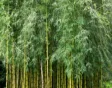 Het groene blad en de gele stengels van de bamboe Chusquea gigantea