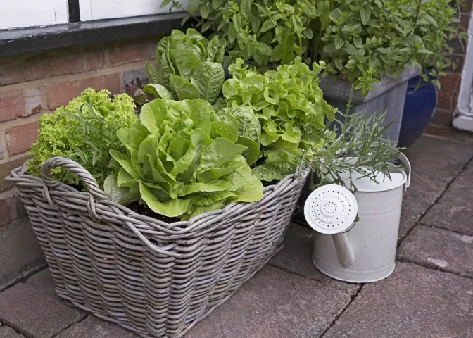 het hele jaar sla zaaien