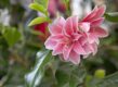Roze bloemen en glanzend groen blad van een camelia (Camellia japonica).