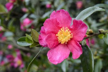 Rode bloemen en glanzend groen blad van de Camellia sasanqua (camelia).