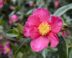 Rode bloemen en glanzend groen blad van de Camellia sasanqua (camelia).
