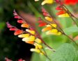 Spaanse vlag (Mina lobata) in bloei.