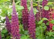 Lupinus 'Masterpiece' bloeiend