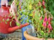 Fuchsia's watergeven door water in een gehalveerde plastic fles te gieten, die in de grond staat en als druppelsysteem dient.