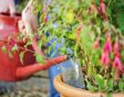 Fuchsia's watergeven door water in een gehalveerde plastic fles te gieten, die in de grond staat en als druppelsysteem dient.