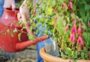 Fuchsia's watergeven door water in een gehalveerde plastic fles te gieten, die in de grond staat en als druppelsysteem dient.