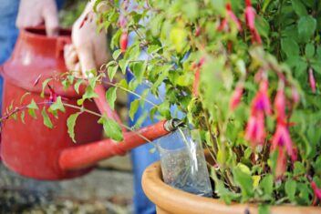Fuchsia's watergeven door water in een gehalveerde plastic fles te gieten, die in de grond staat en als druppelsysteem dient.