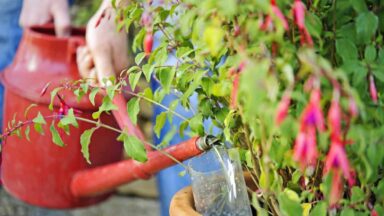 Fuchsia's watergeven door water in een gehalveerde plastic fles te gieten, die in de grond staat en als druppelsysteem dient.