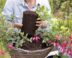 Handen voegen potgrond toe aan mand met fuchsia's. Vorstgevoelige fuchsia's kun je beter planten in potten en manden, zodat ze vorstvrij kunnen overwinteren.