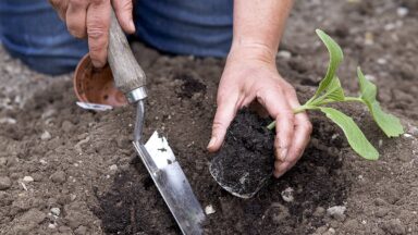 Iemand zet een voorgekweekt plantje in de grond.