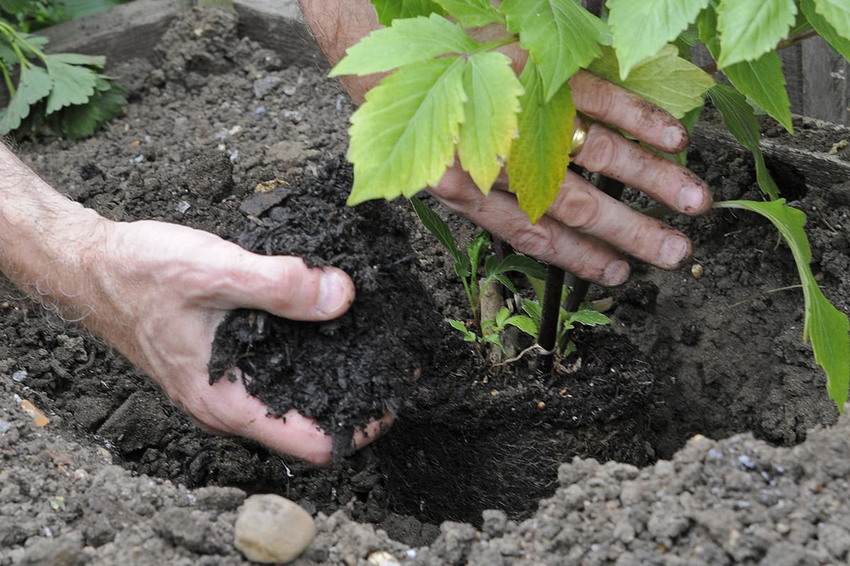 Iemand plant een dahlia-plant uit in de grond.