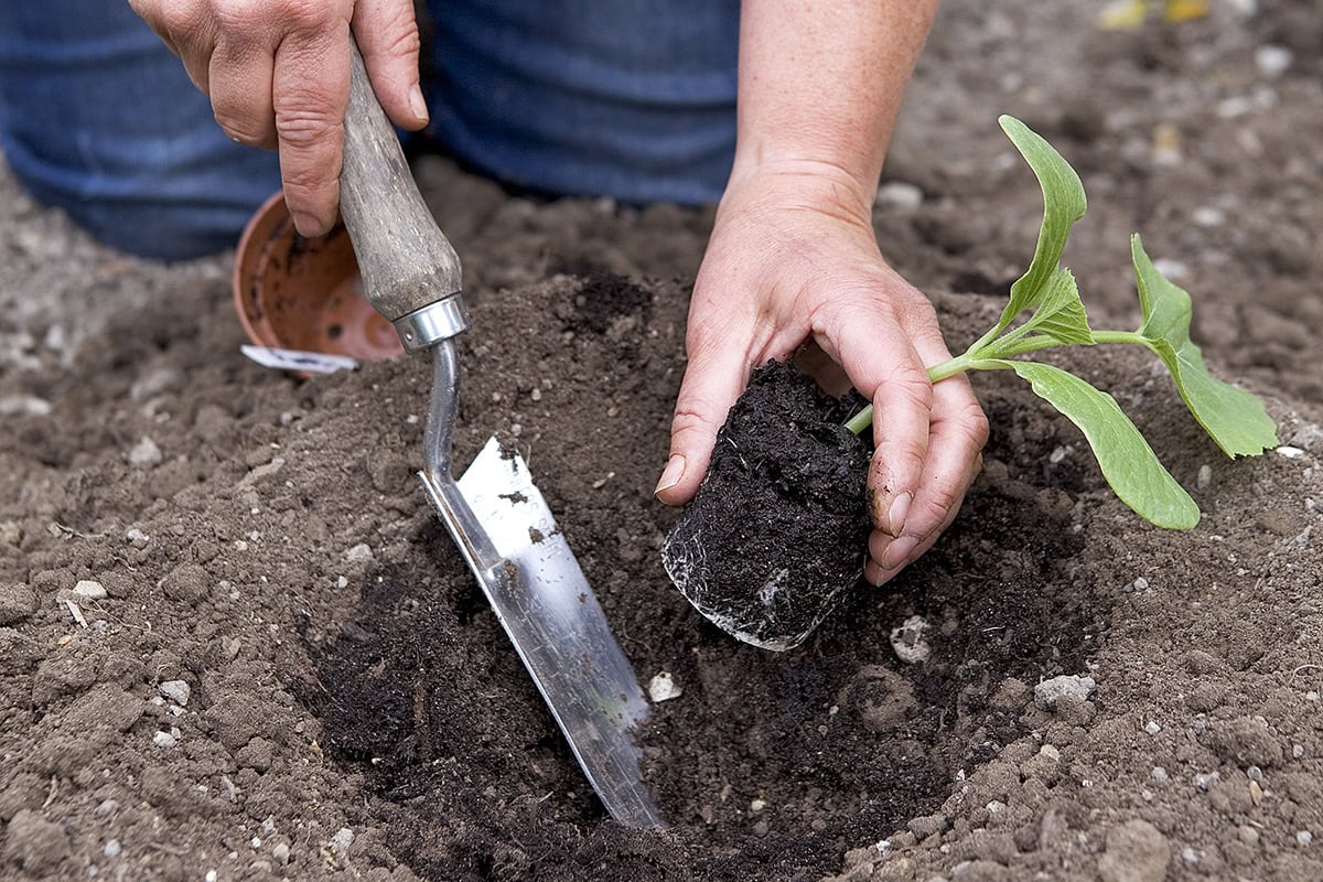 Iemand zet een voorgekweekt plantje in de grond.