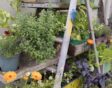 Potjes kruiden en bloemen op een oude houten ladder.