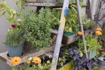 Potjes kruiden en bloemen op een oude houten ladder.