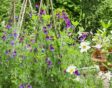 Meerdere wigwams Lathyrus odoratus 'Matucana'
