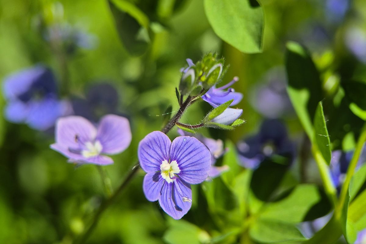 Blauwe bloemen aan groene plant, close up