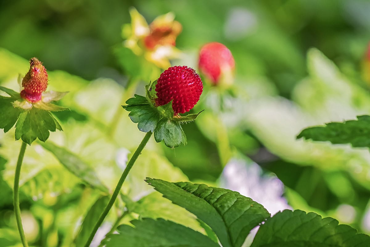Rode aardbeiachtige vruchten aan groene steel.