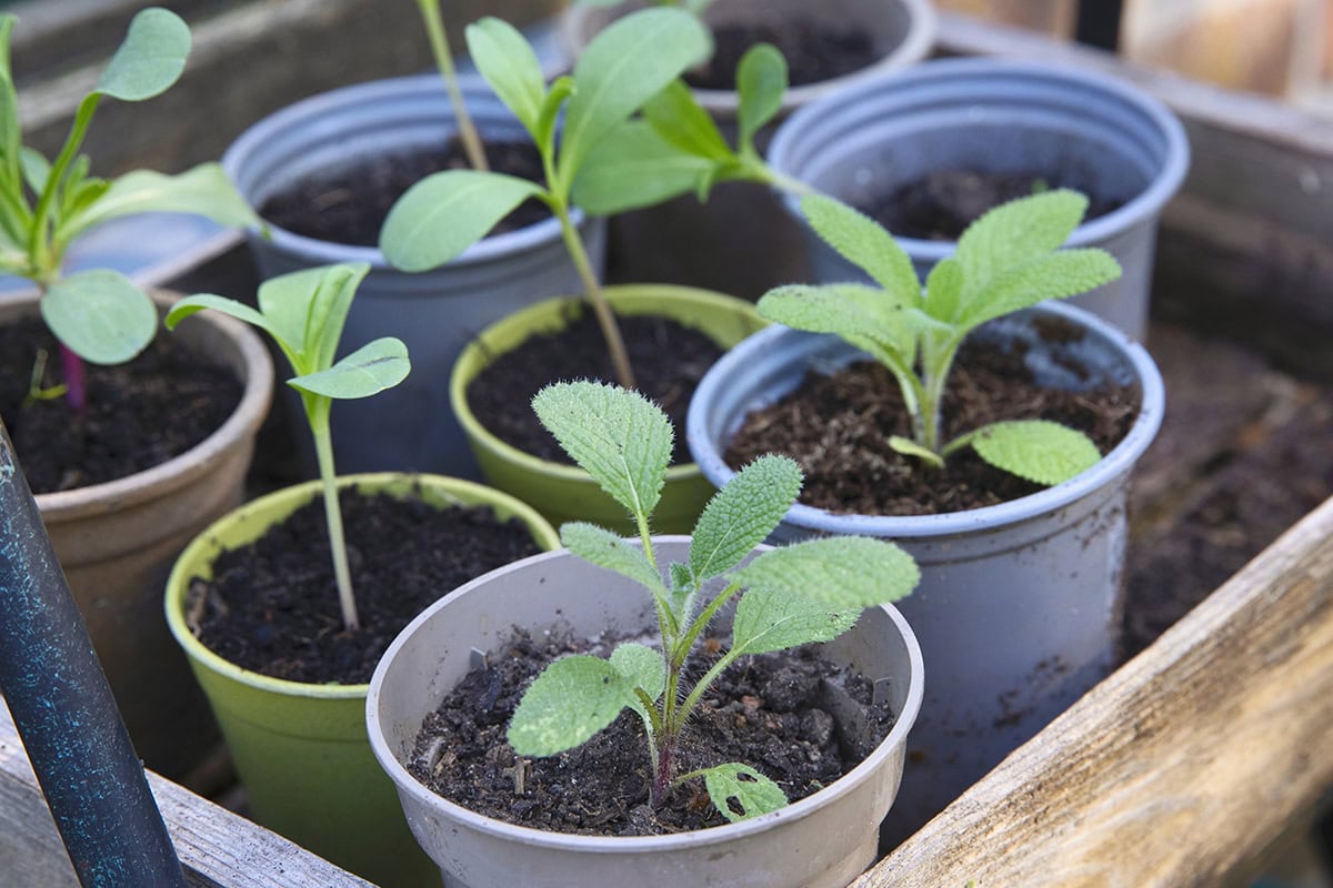 Potjes met planten in de buitenlucht: het proces van afharden.