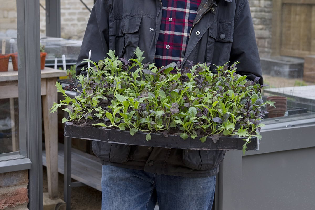 Planten worden in een tray naar buiten gedragen.