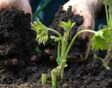 Ridderspoor delphinium delen en aanplanten