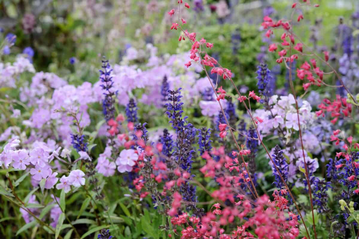 Een combinatie van lichtroze Phlox, paarsblauwe Salvia en felroze Heuchera.