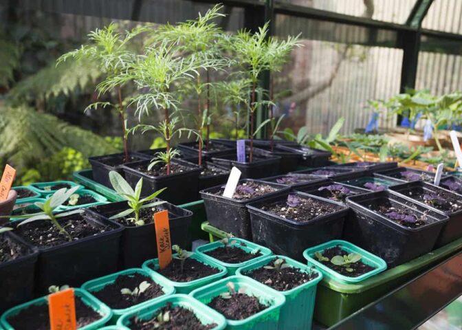 Veel voorgezaaide potjes in een kas.