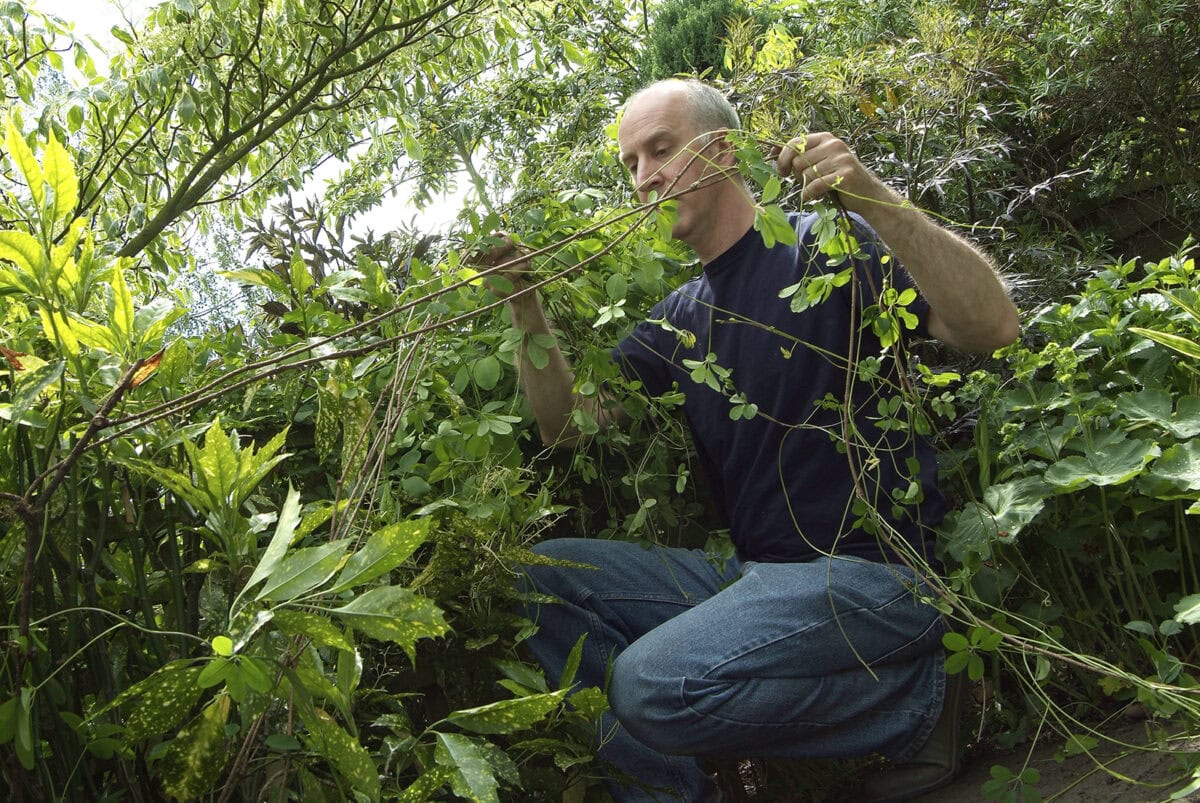 Man snoeit lange stengel van klimplant Akebia quinata.