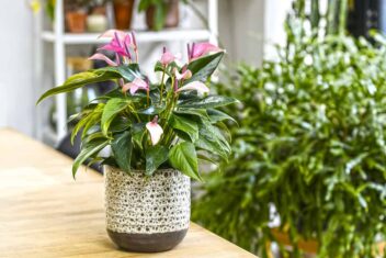 Kamerplant met roze bloemen en groen blad op tafel.