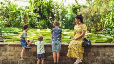 Gezin bekijkt de reuzenwaterlelies in Plantentuin Meise.