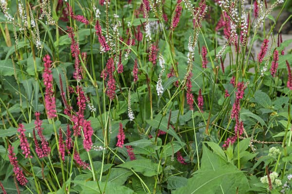 japanse-duizendknoop-herkennen-n-bestrijden-zo-doe-je-dat-gardeners
