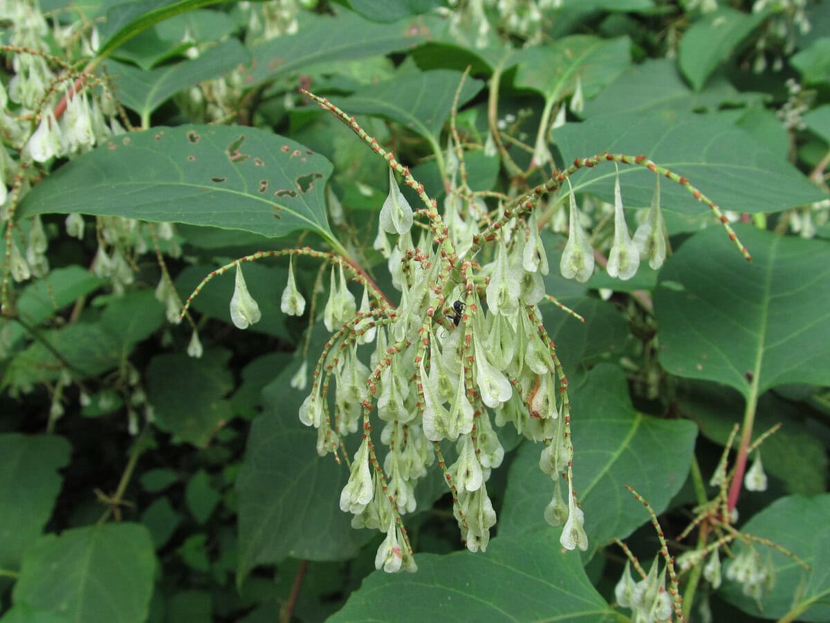Japanse Duizendknoop Herkennen En Bestrijden Zo Doe Je Dat Gardeners japanse-duizendknoop-herkennen-en-bestrijden-zo-doe-je-dat-gardeners