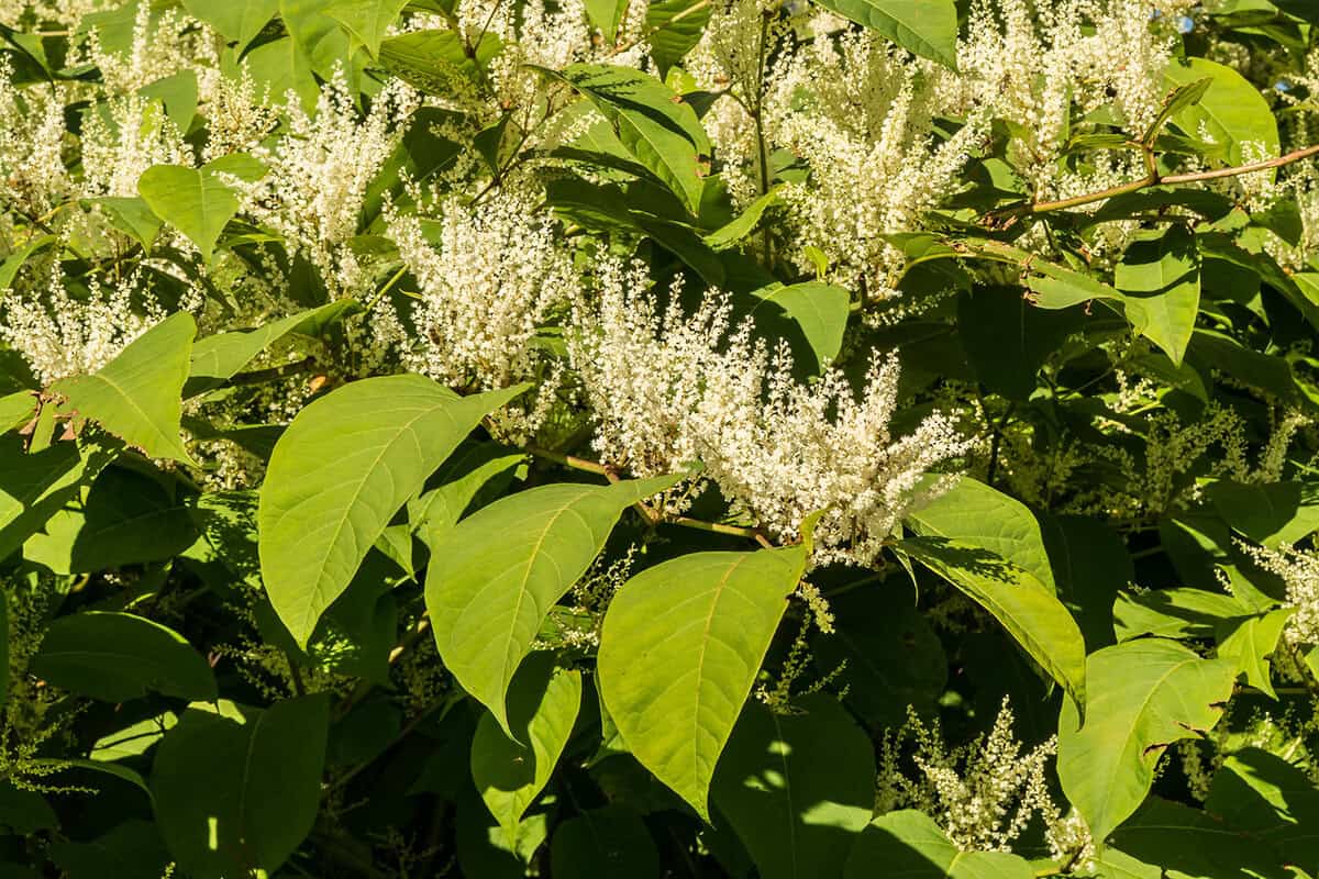 japanse-duizendknoop-herkennen-n-bestrijden-zo-doe-je-dat-gardeners