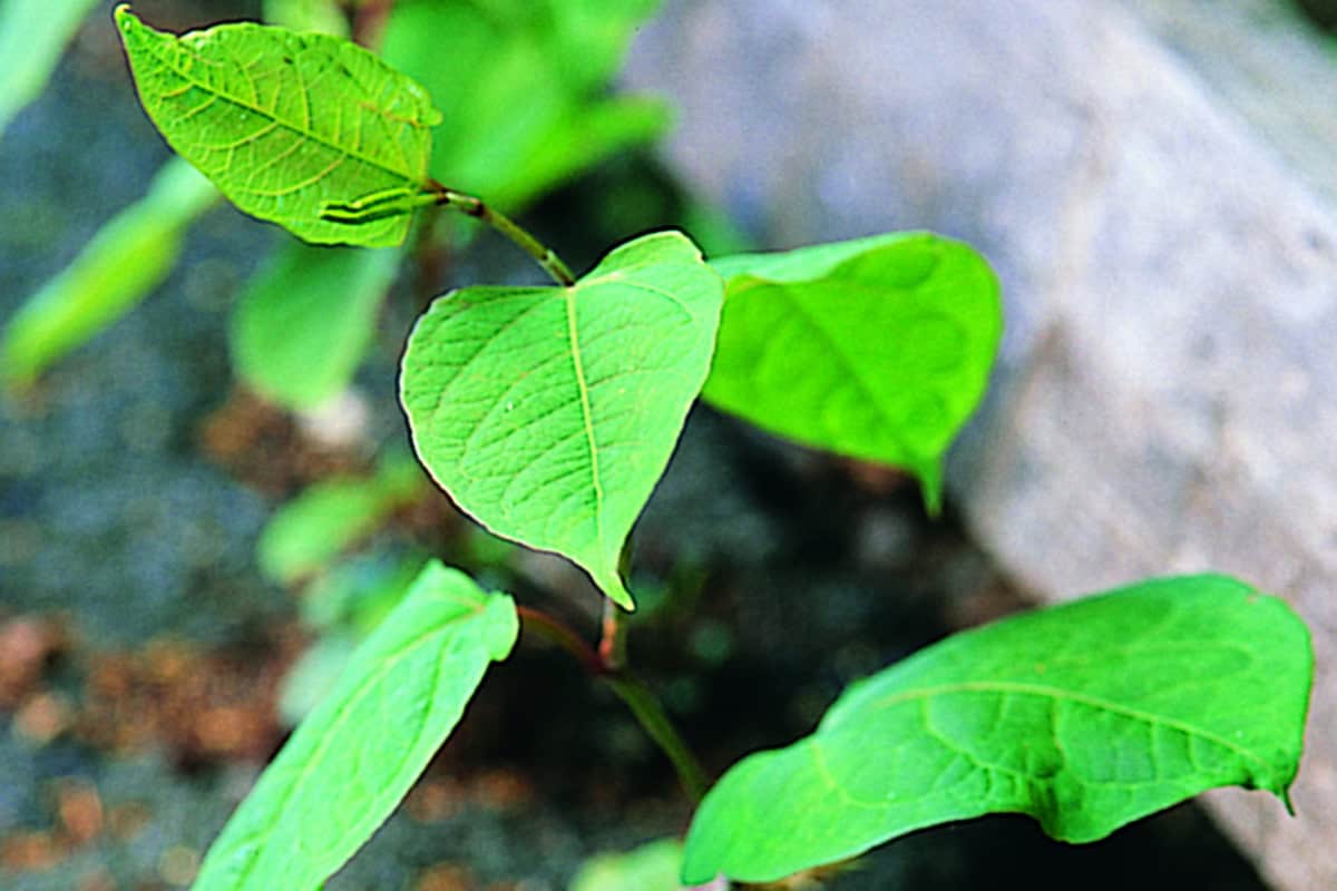 Het groene, hartvormige blad van de Japanse duizendknoop.