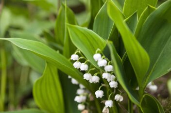 De witte bloemen van lelietje-van-dalen zijn klokvormig en heel anders dan de stervormige witte bloemen van daslook.