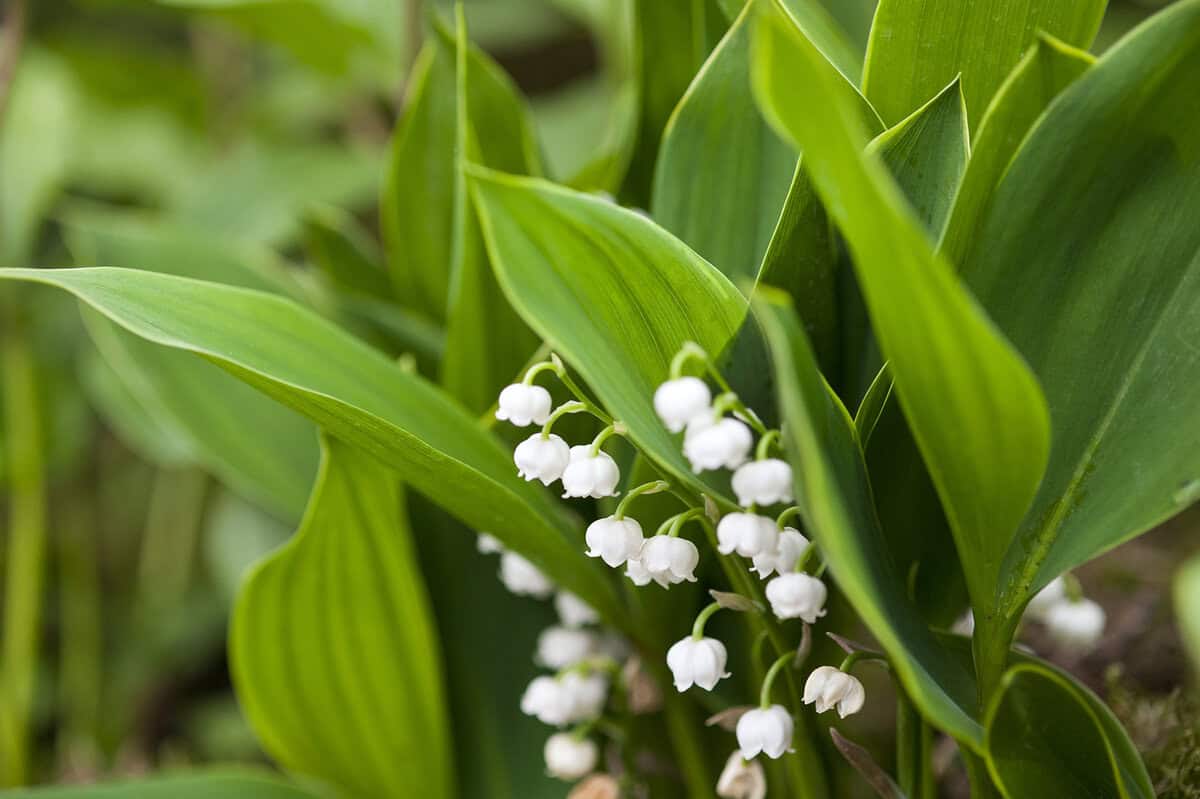 De witte bloemen van lelietje-van-dalen zijn klokvormig en heel anders dan de stervormige witte bloemen van daslook.